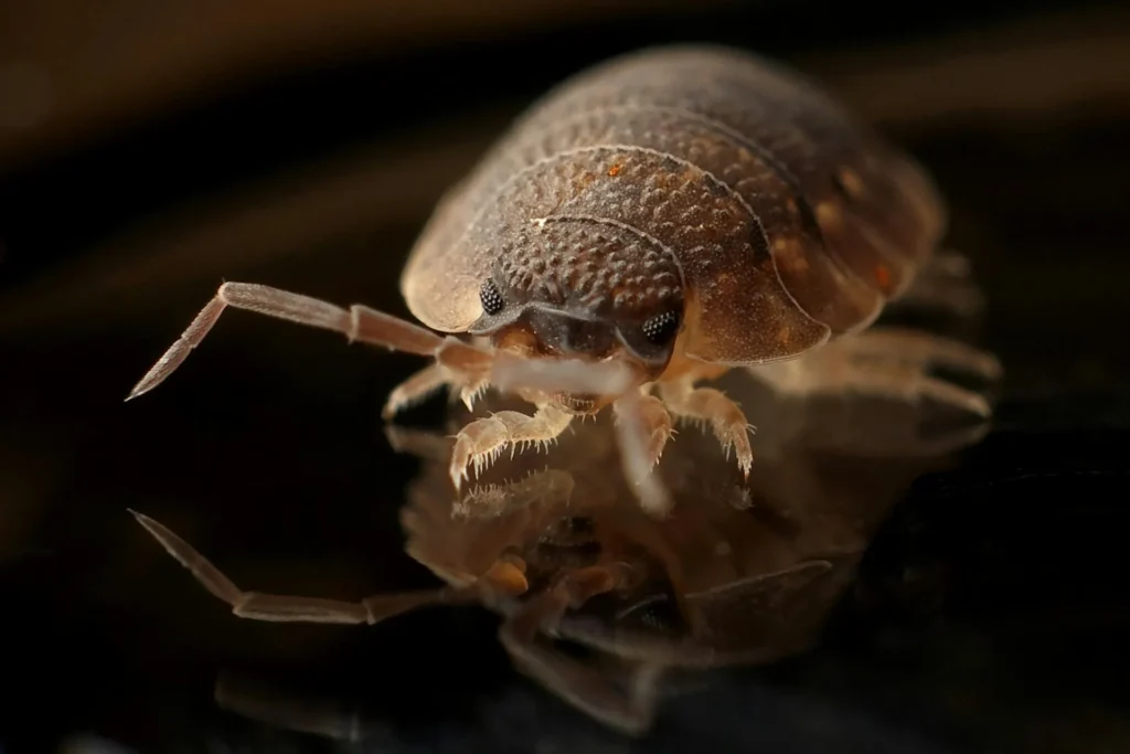 Bed-Bug-Treatment - Bloomfield Exterminator Pros | Bloomfield, NJ | 862-418-5180