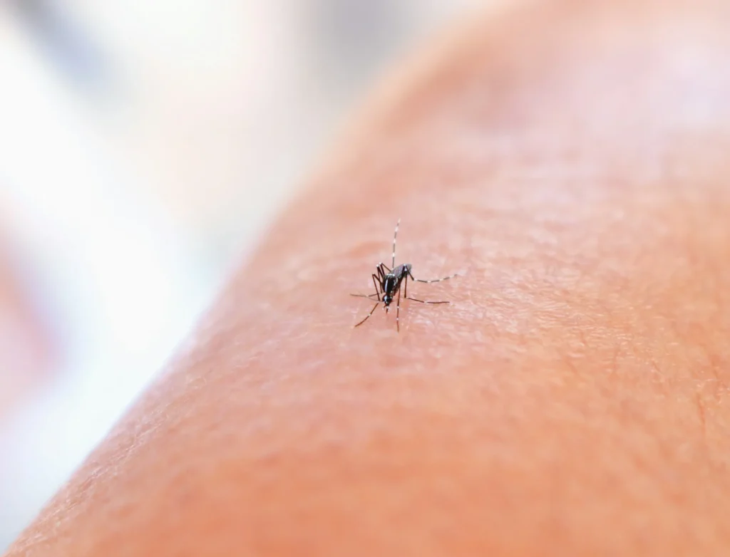 Mosquito Control - Bloomfield Exterminator Pros | Bloomfield, NJ | 862-418-5180